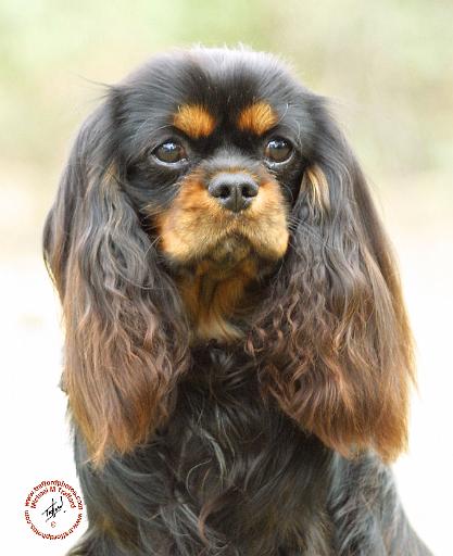 Cavalier King Charles Spaniel 9F51D-03.JPG